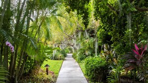 Un sendero de concreto bordeado por exuberante vegetación tropical y musgo colgante.