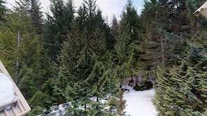 A dense forest with tall evergreen trees and a snow-covered ground.