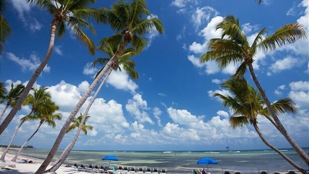 A beach with palm trees and a clear sky. - Key West Paradise, Conch Hideaway, Island Vibrations, Balmy Ocean Breezes KWF (Key West)