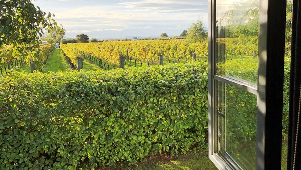 A vineyard with rows of grapevines and a hedge in the foreground.