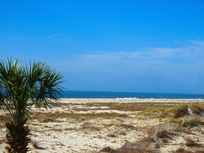 Ein Strand mit Dünen und spärlicher Vegetation.