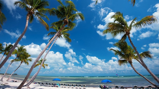 A beach with palm trees, a clear sky, and the ocean.