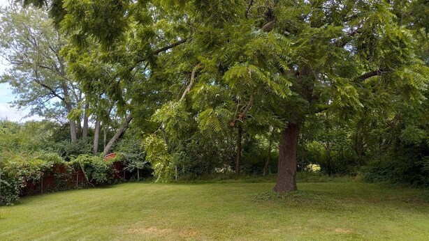 A large tree in a grassy area with a fence and dense foliage in the background. - A BEAUTIFUL 3 BEDROOM BUNGALOW WITH ALL MODERN AMENITIES  CLOSE TO A PARK!! (Dayton)