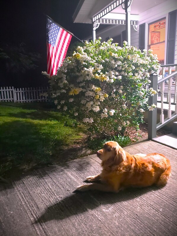 A dog lying on a porch with a white picket fence and an American flag in the background.