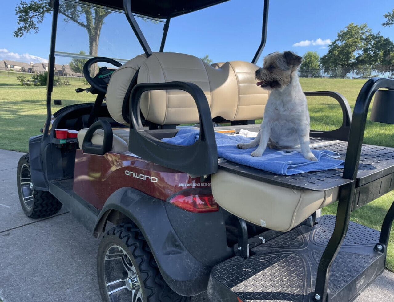 Lemmikkiystävällinen