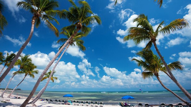 A beach with palm trees, a clear sky, and the ocean.