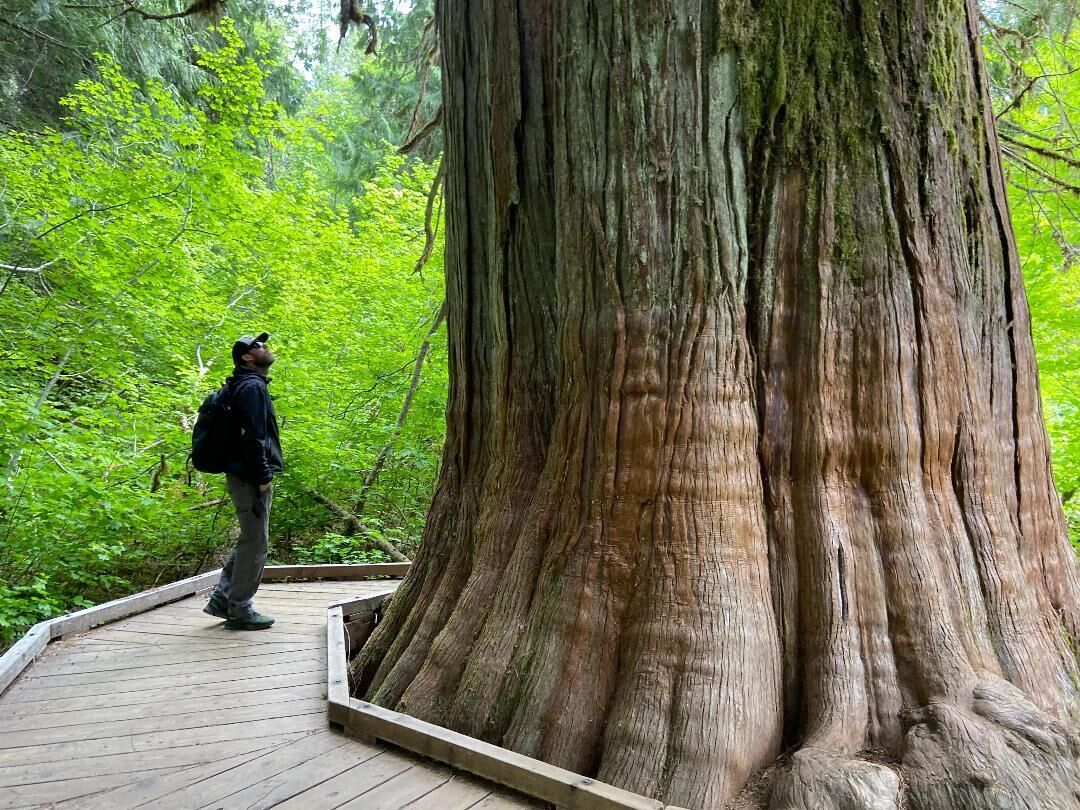 Une promenade en bois menant à un grand arbre.
