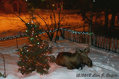 Sea Wolf Inn, A little bit of Home right here in Alaska.