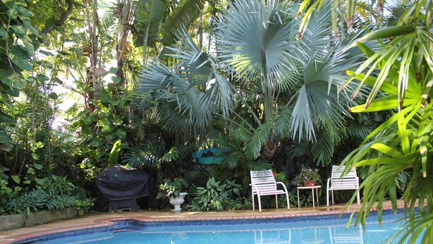 Une piscine entourée d’une végétation luxuriante et agrémentée de deux chaises longues blanches.