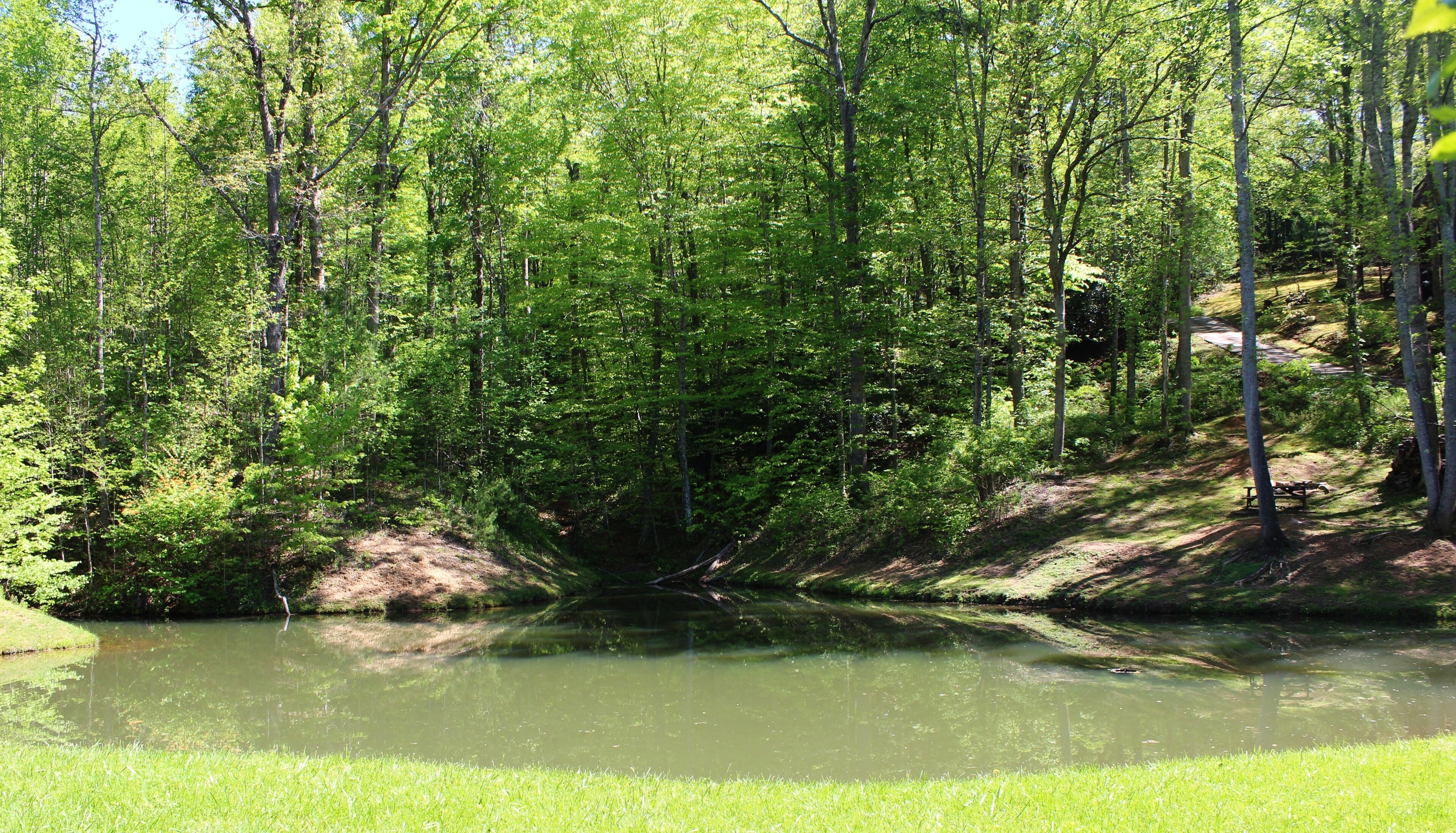 A serene forested area with a calm pond, surrounded by dense trees and a grassy bank.