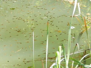 A pond with numerous small fish and aquatic plants.
