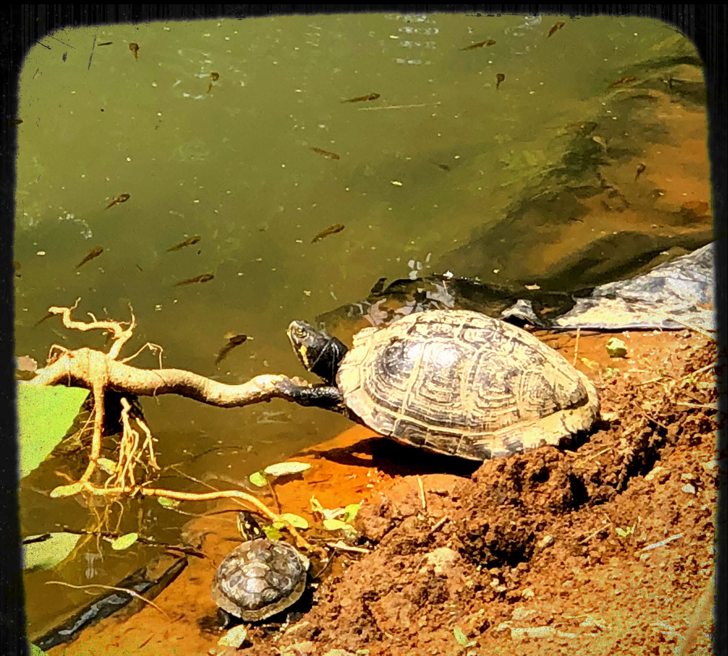 Una tortuga en tierra cerca del agua, con peces nadando al fondo.
