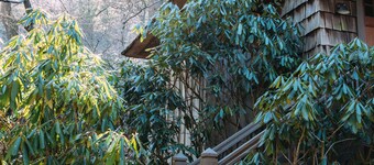 Artist's Studio In The Treetops, Walk Everywhere, Canoe Access, Dogs OK