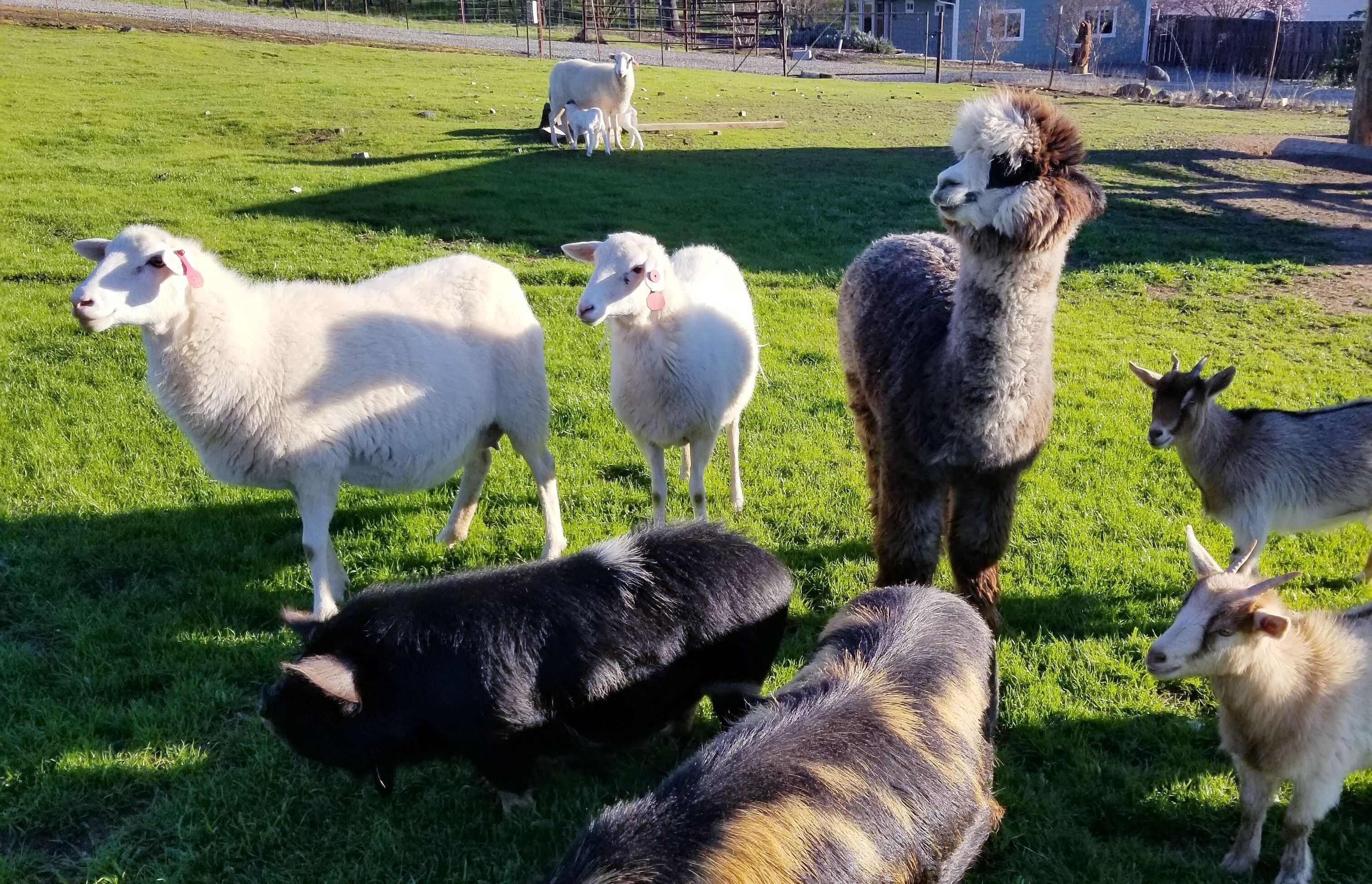 Un groupe d’animaux, dont des moutons et des chèvres, se trouve dans un espace extérieur herbeux.