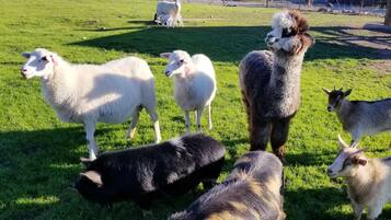 Un groupe d’animaux, dont des moutons et des chèvres, se trouve dans un espace extérieur herbeux.