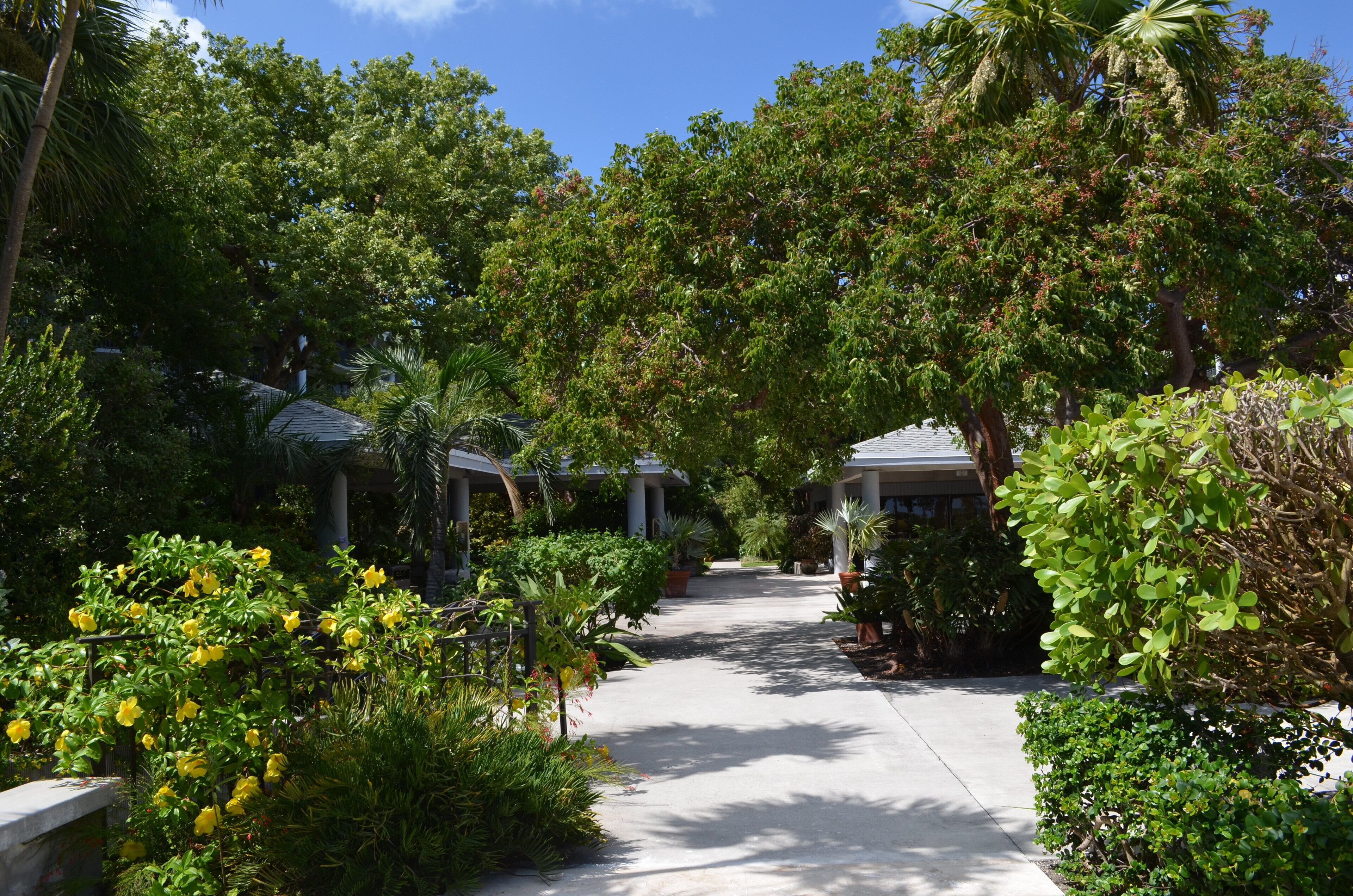 A pathway flanked by lush greenery and palm trees leading to a building with a covered patio area.
