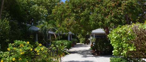 A pathway flanked by lush greenery and palm trees leading to a building with a covered patio area.