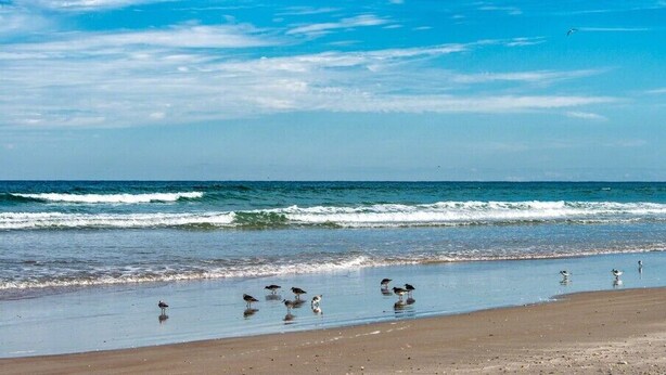 A beach with waves, birds, and people. - Back patio overlooking community pool and walk to the beach (New Smyrna Beach)