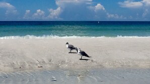 Una spiaggia con cielo sereno e un solo gabbiano sulla sabbia.