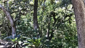 Uma floresta densa com várias árvores e uma pequena planta de palmeira em primeiro plano.