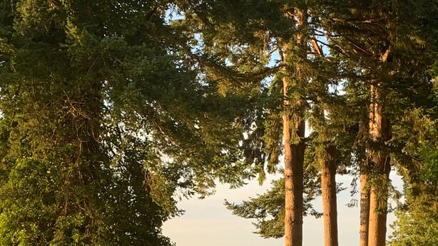 A hammock on a grassy area with a view of a lake and tall trees in the background. - Olympic Peninsula, from Coast to Forest, Scenic Hiking, Kayaking, Fishing, GEM. (Brinnon)