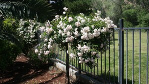 A garden with white flowering plants and a metal fence. - Three bedroom/three bath resort style home with saltwater pool and spa  (Three Rivers)