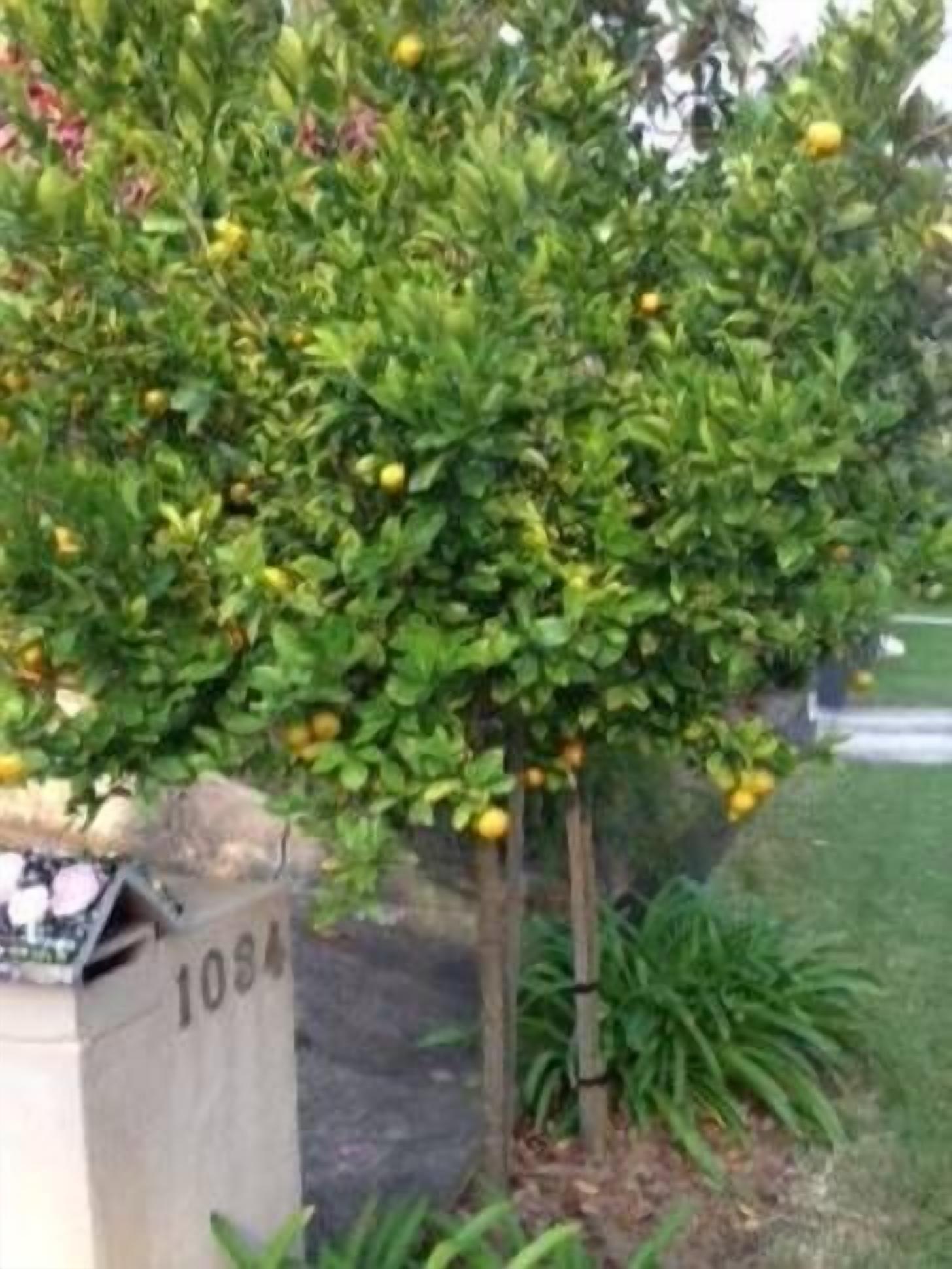 TenThirtyFour - located at Palm Beach — image 23