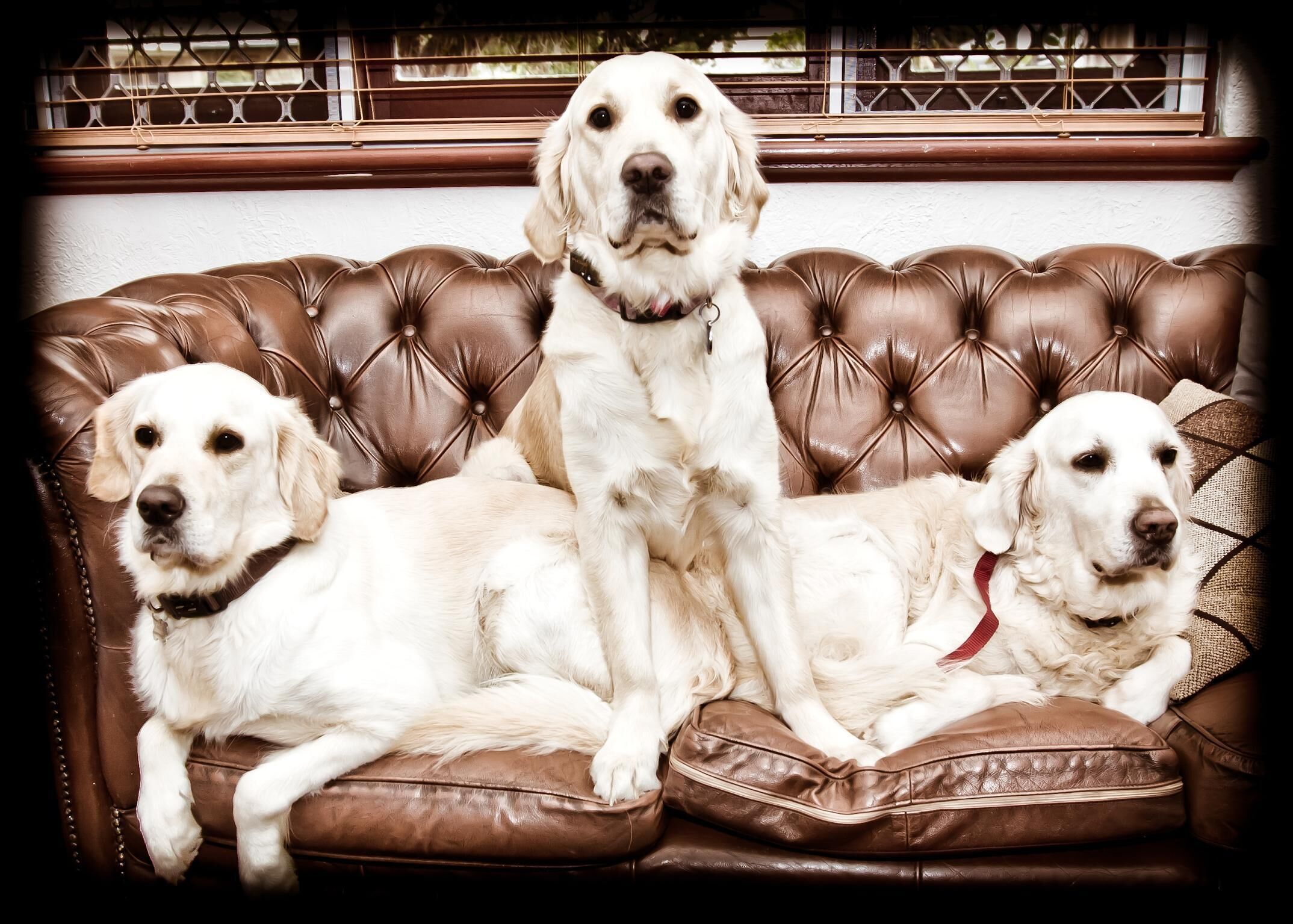 New Pet friendly  home & very close to dog beaches & Old Dunsborough bay — image 7