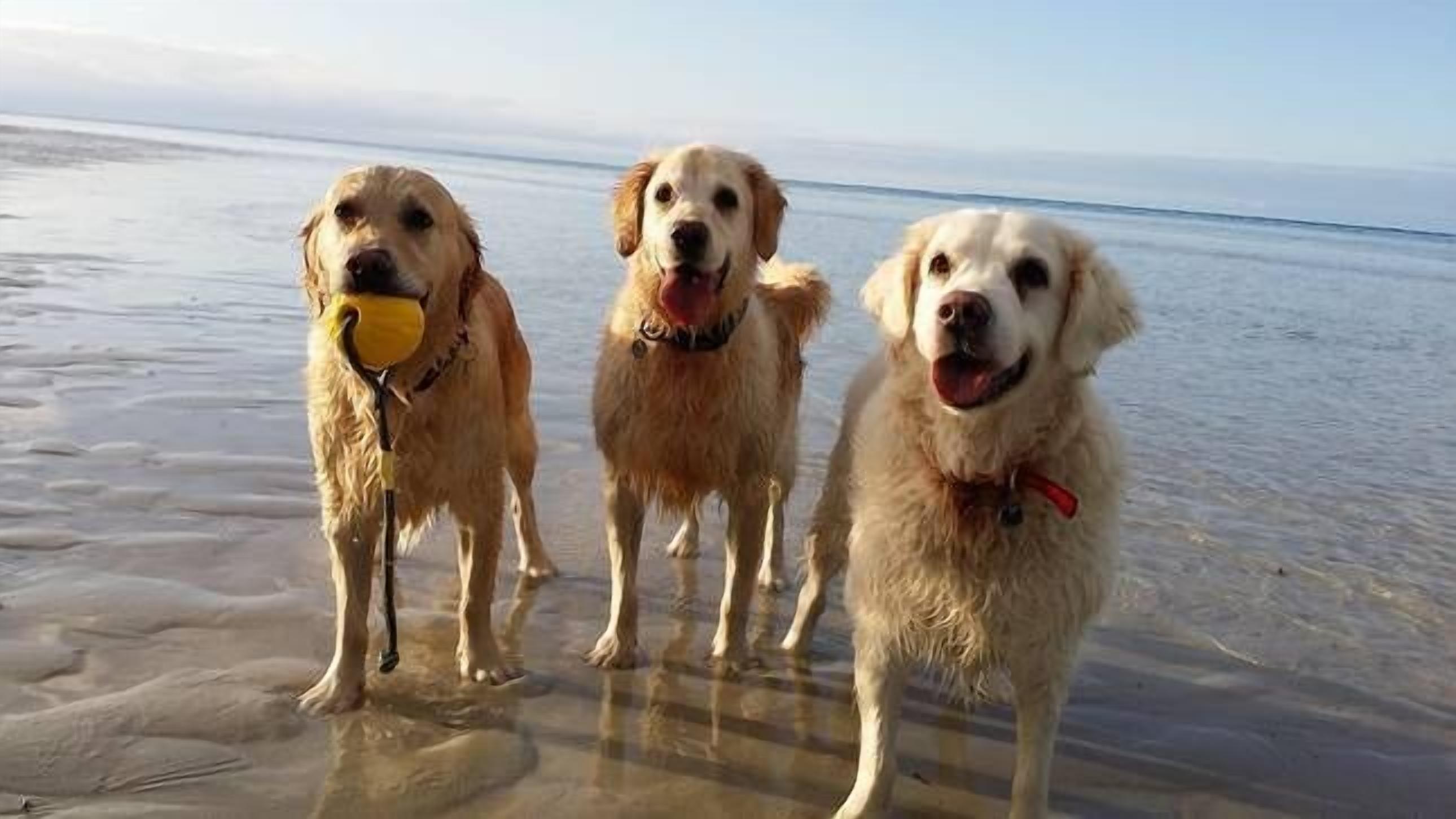 New Pet friendly  home & very close to dog beaches & Old Dunsborough bay — image 3