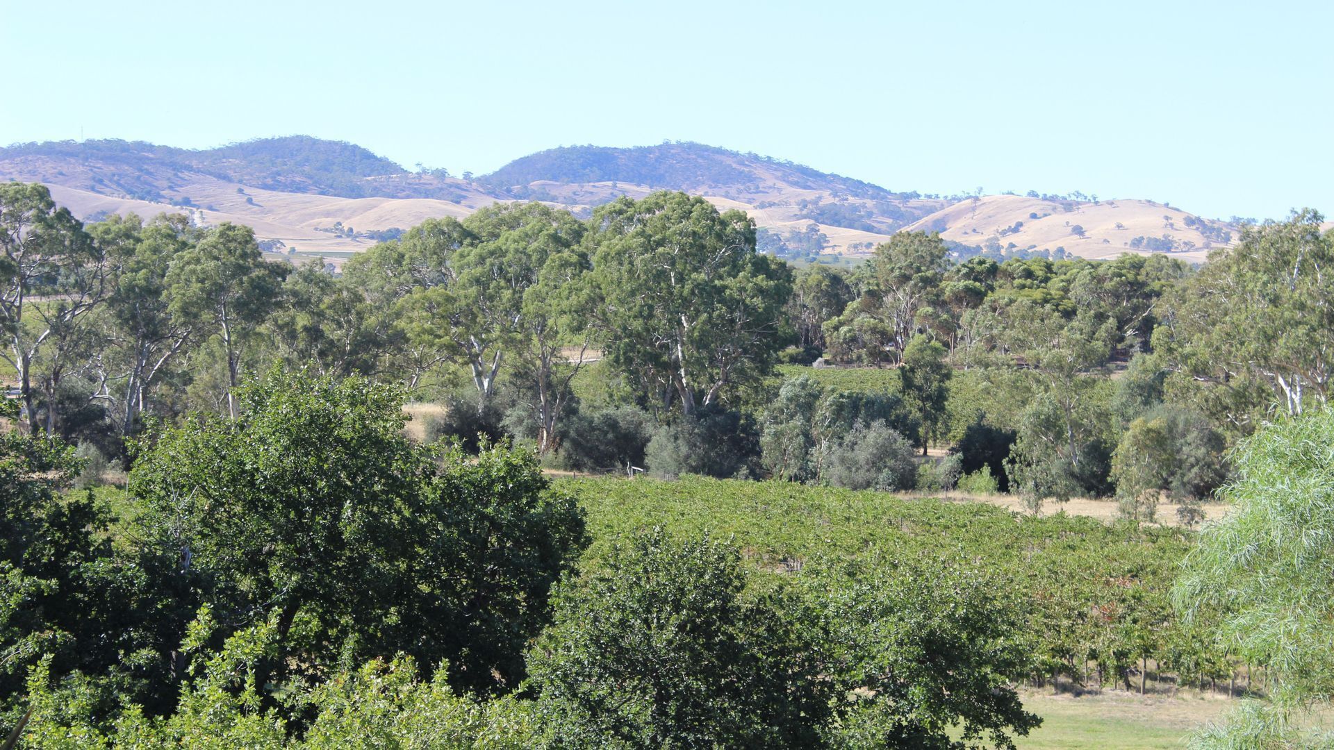 Barossa Idyll- Accommodation for Groups — image 11