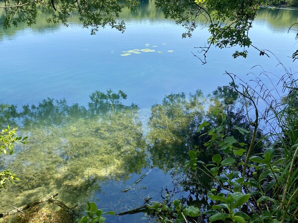 Un lago tranquilo rodeado de vegetación densa.