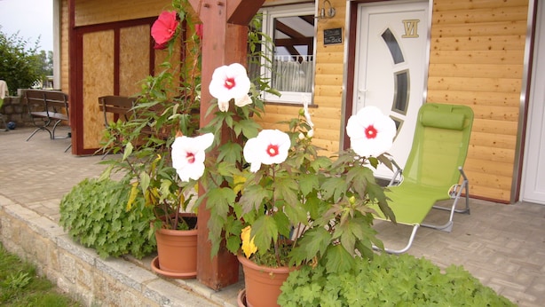 A wooden cabin with a porch, potted plants, and a green chair. - VierJahreszeiten Appartments (Lübben (Spreewald))