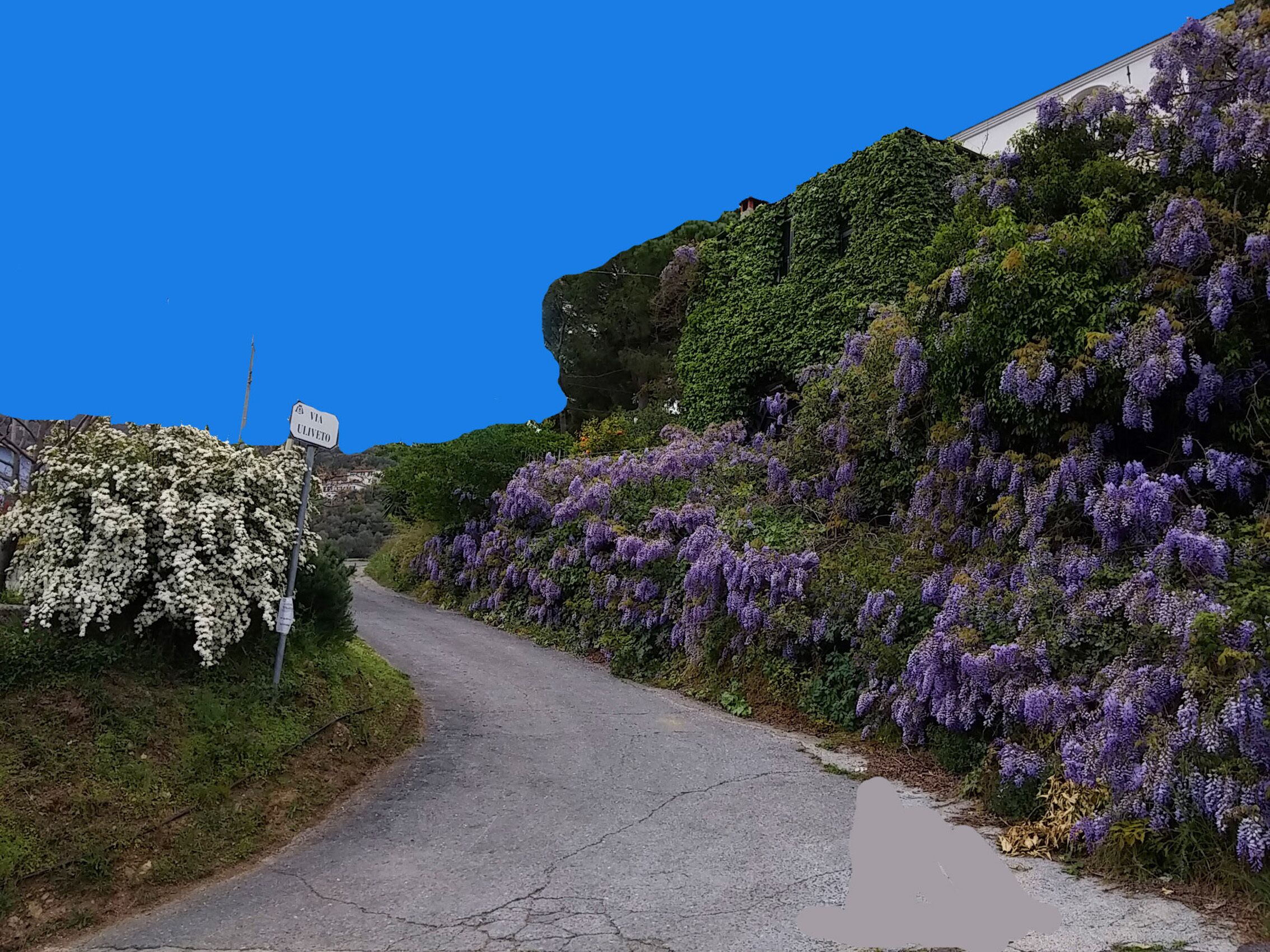 A narrow road flanked by lush greenery and purple flowers, leading to a building with a sign reading "Via Giulio."