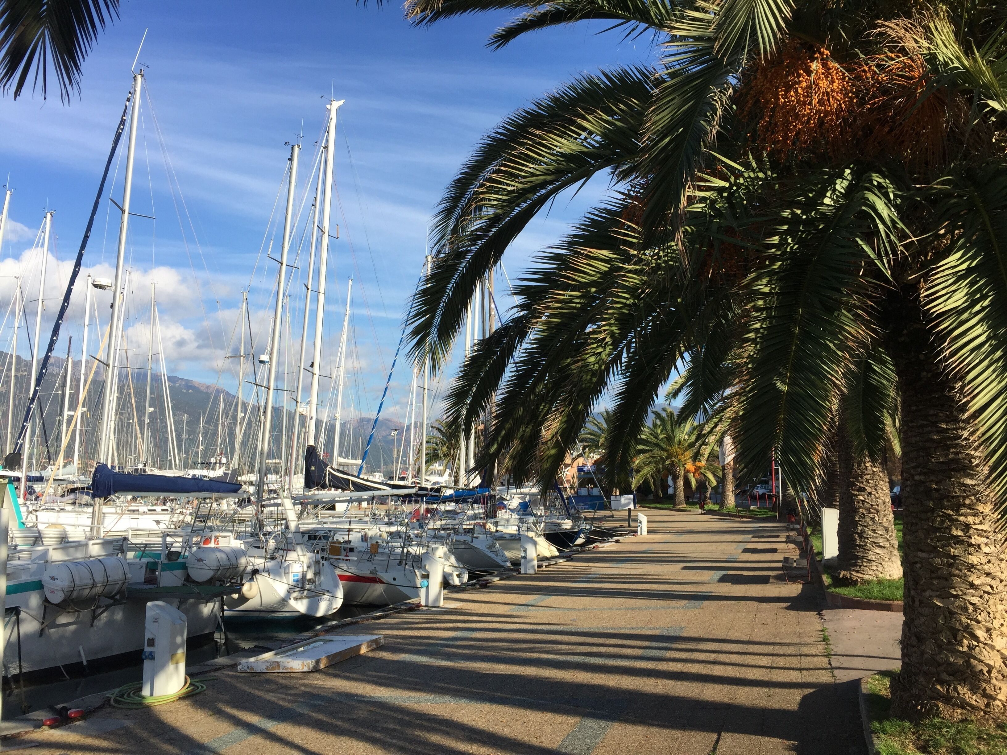 Een jachthaven met diverse zeilboten afgemeerd, palmbomen langs de promenade en een heldere lucht.