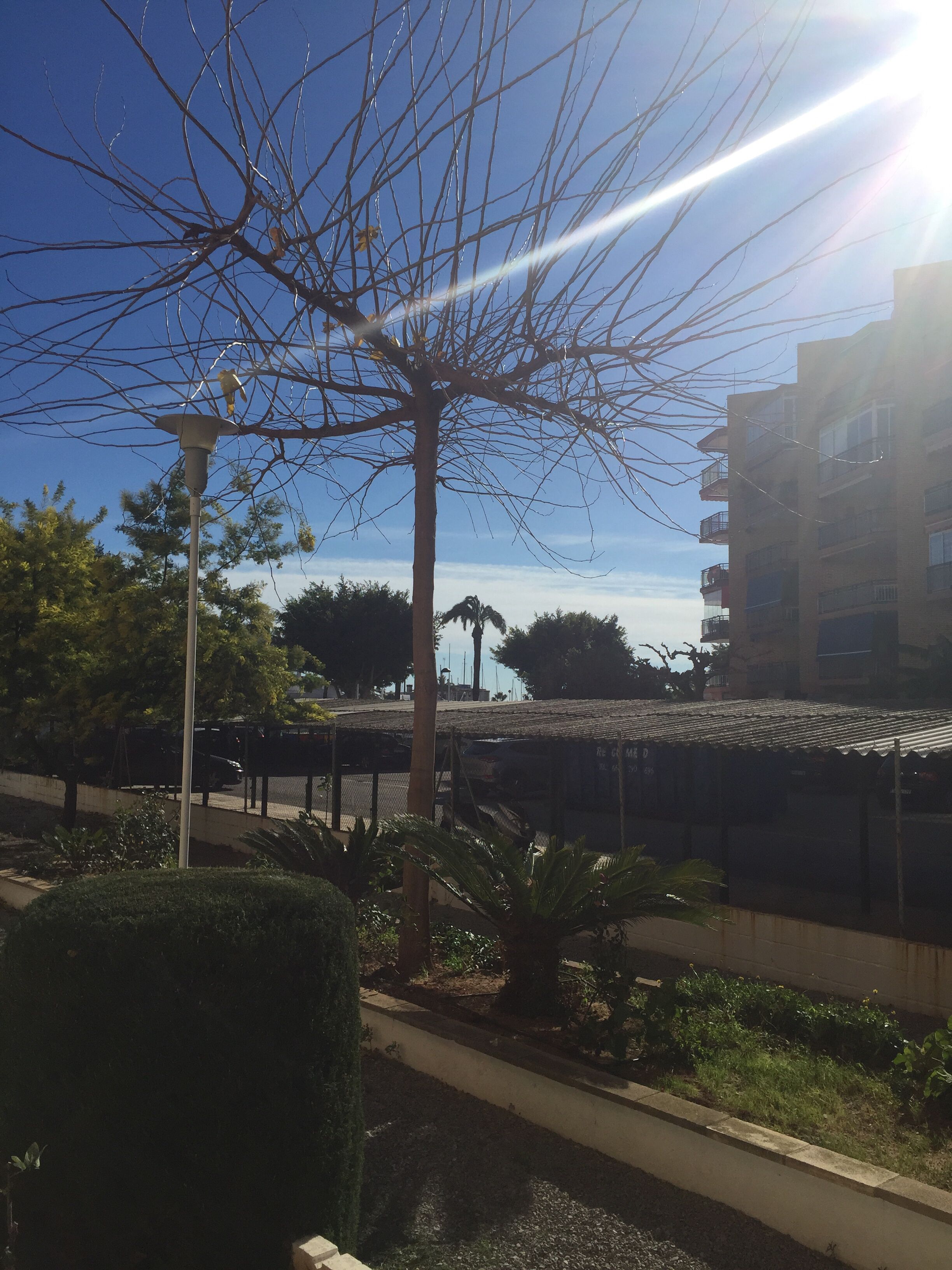 A street view with a clear blue sky, a tall tree, and a building with balconies.