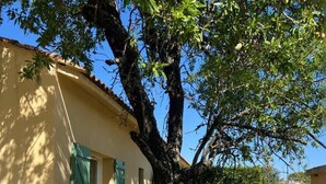Una casa con un gran árbol en el patio, una cerca y un cielo despejado.