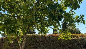 Dos sillones verdes bajo un árbol en un césped, con un seto al fondo.