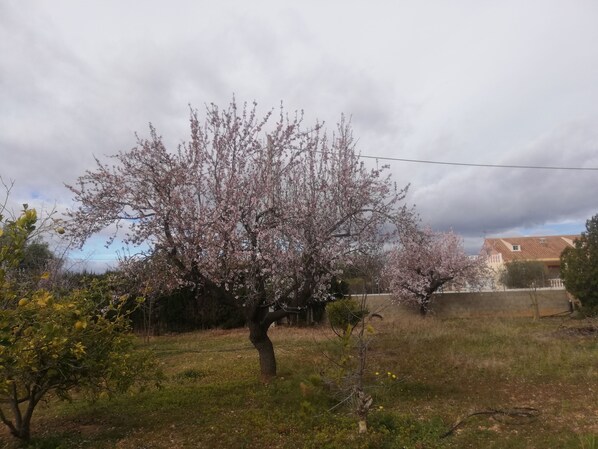 A tree with pink blossoms in a grassy area with a house in the background.