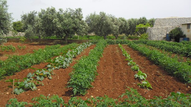 A vegetable garden with rows of plants, a stone wall, and trees in the background. - VILLA GELSOMINO IMMERSED IN THE NATURE SALENTO S. M.DI LEUCA  (corsano)