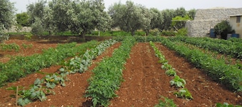 VILLA GELSOMINO IMMERSED IN THE NATURE SALENTO S. M.DI LEUCA