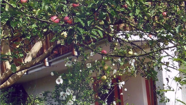 A building with a red door, a white wall, and a small garden area with grass and a tree with red apples. - Apartment in a green idyll on the edge of Chemnitz (Chemnitz)