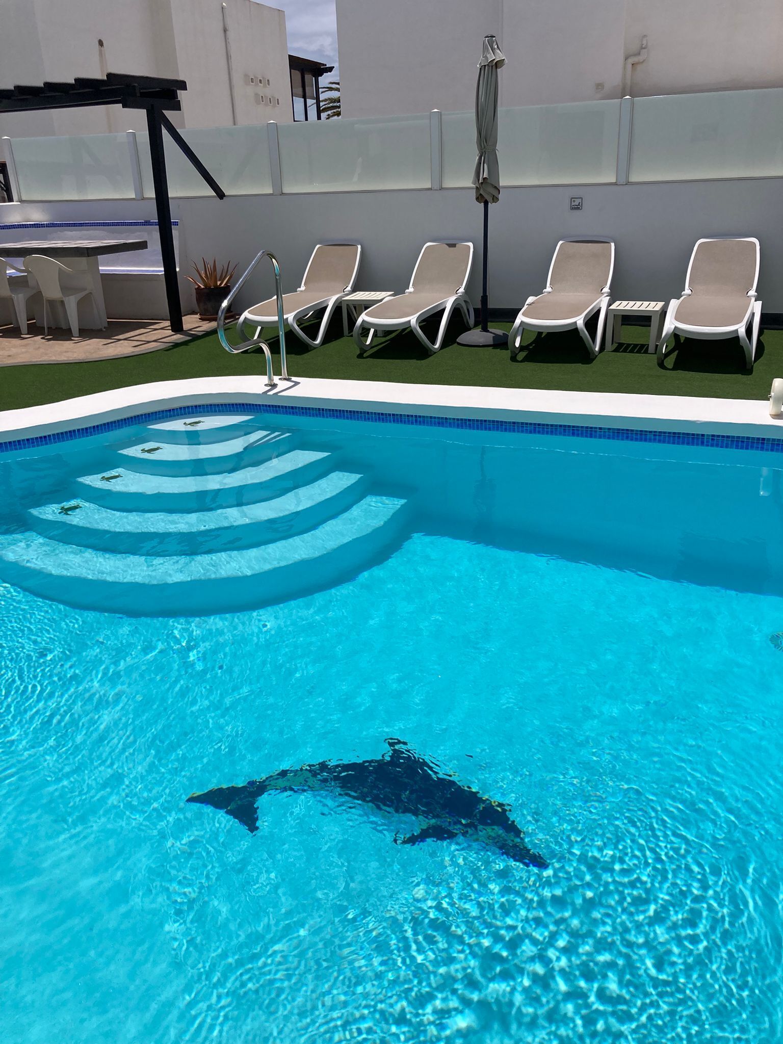 A swimming pool with a dolphin, lounge chairs, and a small table.