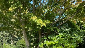 Zwei Liegestühle mit einem kleinen Tisch in einem begrünten Garten mit Bäumen und Sträuchern.