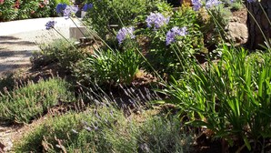 Un jardin avec différentes plantes et fleurs, un sentier en pierre et, au fond, un bâtiment doté d’un balcon.