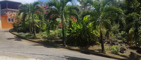 A residential area with a paved road, a house with a balcony, and lush greenery including palm trees and flowering plants.