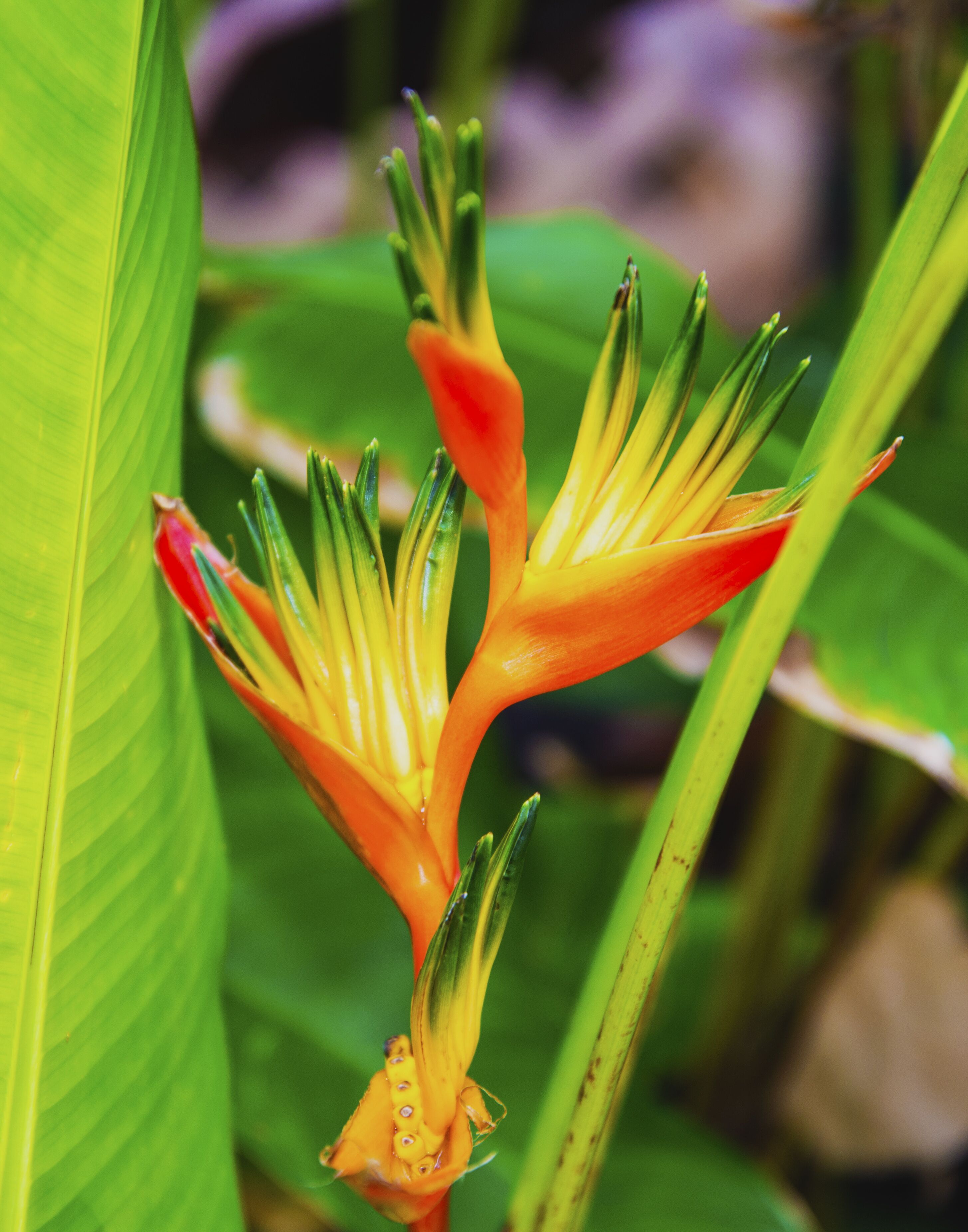 Primer plano de una planta con flores anaranjadas y amarillas, y hojas verdes.