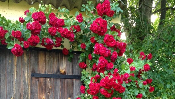 Une porte en bois avec un loquet métallique, entourée de magnifiques rosiers rouges.