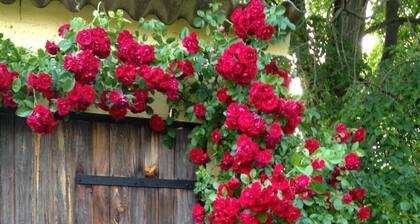 Vacation apartment on a large, well-kept property with direct lake access