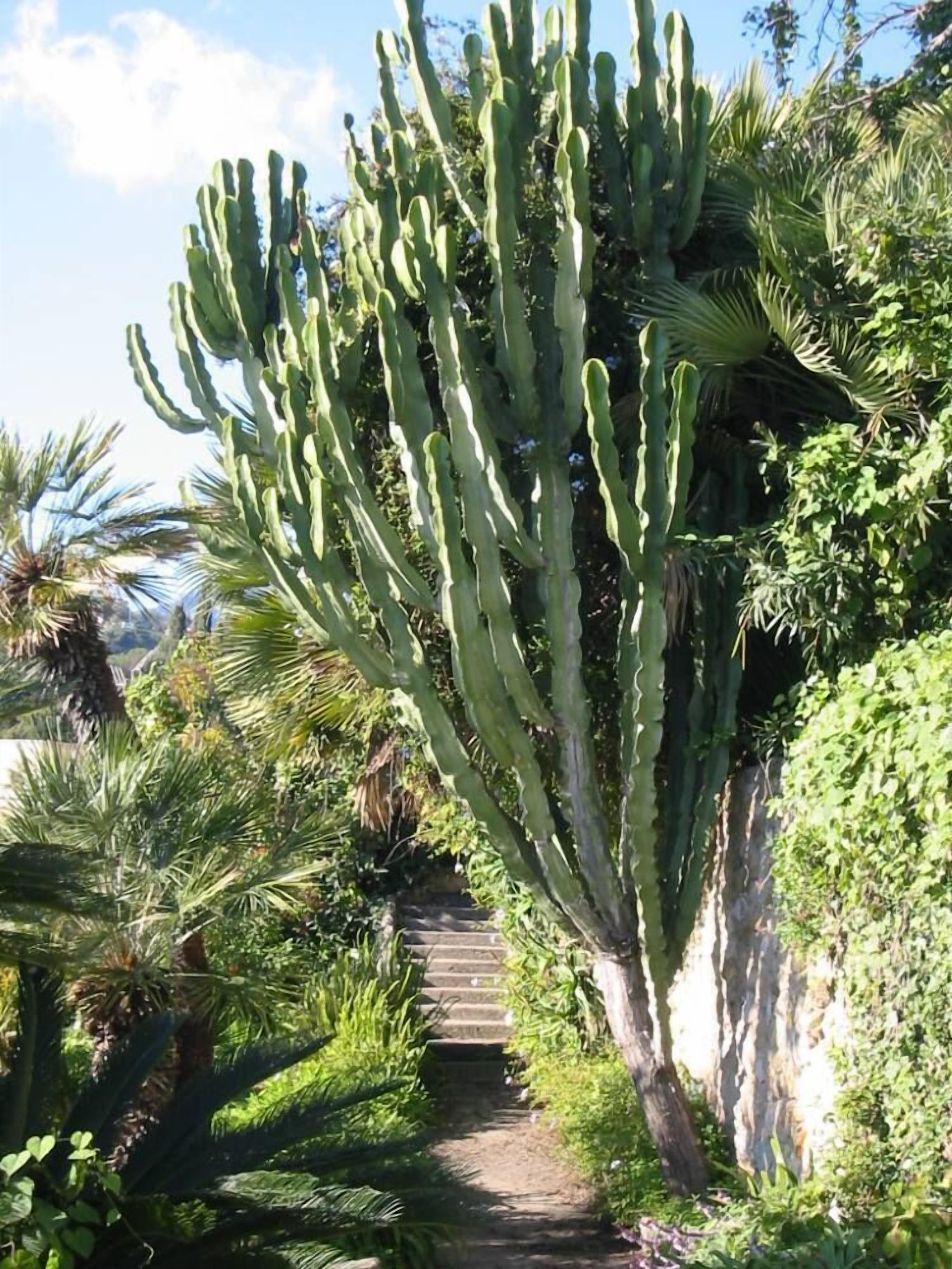 Un sentier qui traverse un jardin où l’on trouve un grand cactus et diverses plantes tropicales.