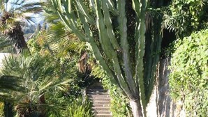 A pathway leading through a garden with a large cactus and various tropical plants. - House / Villa - Menton (Menton)